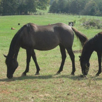 Slocum's Appaloosa Ranch