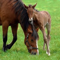 Local Business BET Pharm Veterinary Pharmacy in Lexington KY