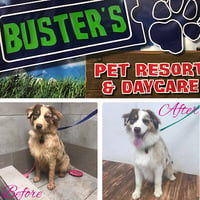 Local Business Buster’s Pet Resort & Daycare in Fair Oaks CA