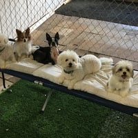 Barks and Purrs Pet Daycare and more