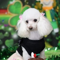 Pet Envy Grooming & Boutique