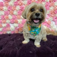 Local Business Doggy Cat Boutique Pet Spa & Training in Lomita CA