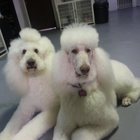 Local Business Desert Doggies Grooming in Las Vegas NV