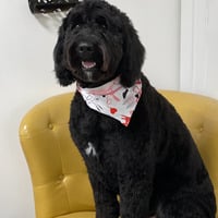 Fluffy's Dog Grooming