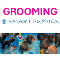 Local Business Grooming & Self-Service Dog Wash @ Smart Puppies in Stamford CT