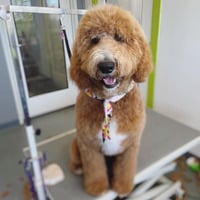 Local Business Groom and Play in Canyon Country CA