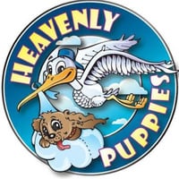 Local Business Heavenly Puppies in Boca Raton FL