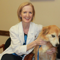 Animal Medical Clinic of Chesapeake