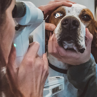 Bliss Animal Eye Care