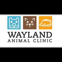 Local Business Wayland Animal Clinic in Wayland MA