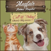 Local Business Mayfair Animal Hospital in Mt Morris MI