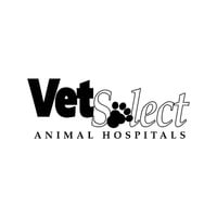 Local Business VetSelect Animal Hospital of Dearborn in Dearborn MI