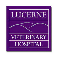 Local Business Lucerne Veterinary Hospital in Dedham ME