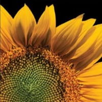 Local Business Sunflower Photography | Event, Wedding Photography & Portrait Photography in Zumbrota MN